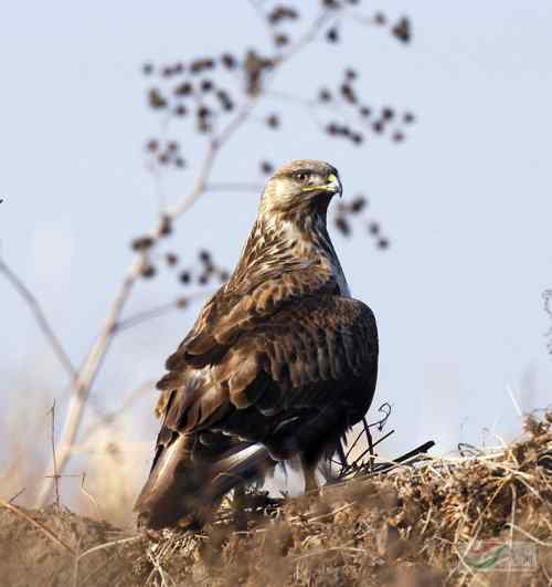 吃老鼠的益鸟——鵟