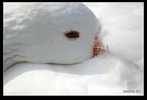 动物世界图片(下) 动物世界图片(下)