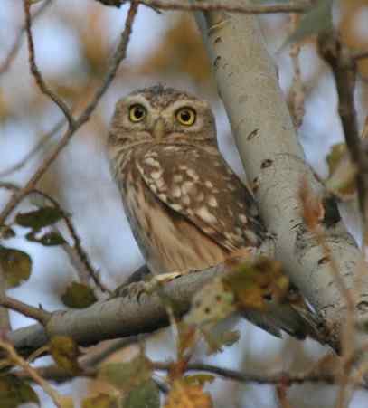 纵纹腹小鸮 VS 猛鸮