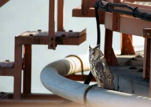 长耳鸮组图欣赏