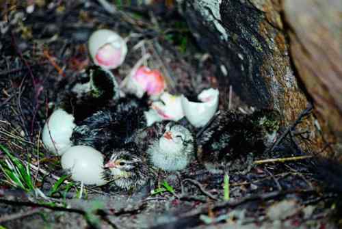 雉类也有卵寄生