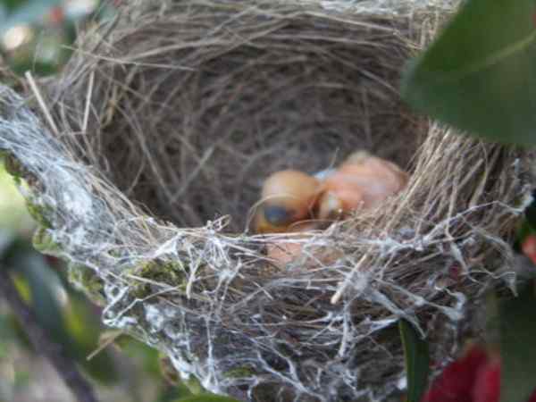 鸟巢幼鸟写真第2辑