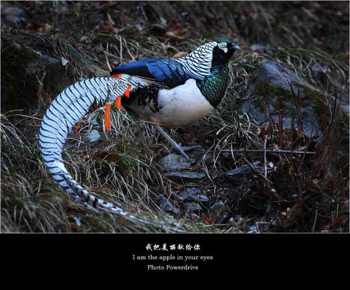 【我把美丽献给你】(I wbram wbrthe wbrapple wbrin wbryour wbreyes) 【我把美丽献给你】(I wbram wbrthe wbrapple wbrin wbryour wbreyes)