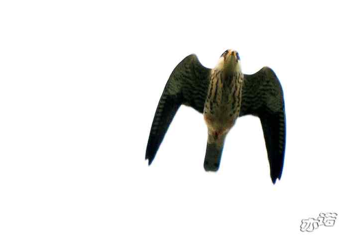 圆明园&nbsp;wbr路&nbsp;wbr昨天拍到的十种鸟（记录版）