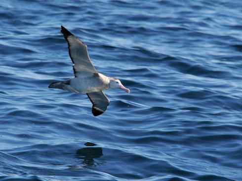 鸟类之最：漂泊信天翁