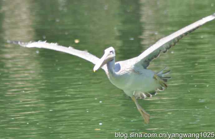 再拍大鹈鹕 wbr2