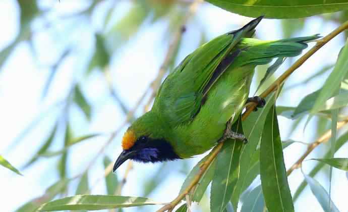 不知细叶谁来扮 wbr金额叶鹎似柳条
