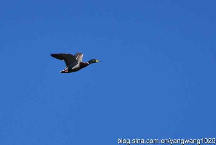 飞 wbr（绿头鸭）