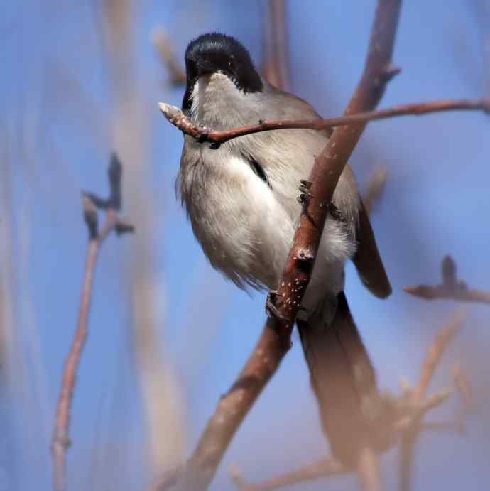 拍鸟黄金季节时