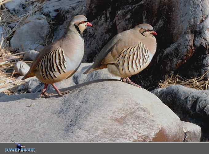 龙年鸡翔：初四拍石鸡
