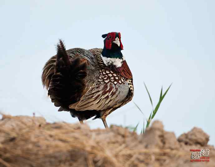 衡水湖&nbsp;wbr路&nbsp;wbr雉鸡
