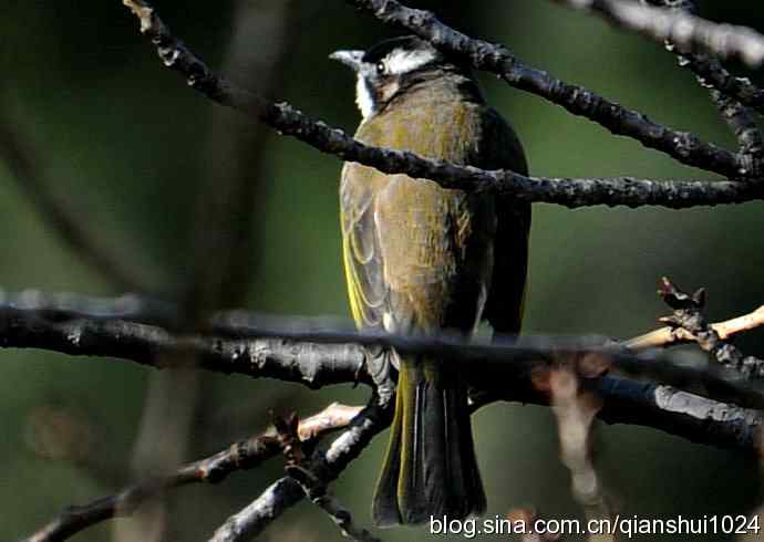 白头鹎的快乐生活(玉渊潭)
