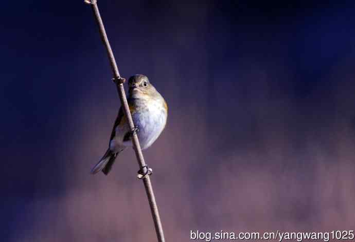 雌性红胁蓝尾鸲(36)