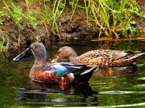 欣赏:美丽的钻水鸭5 欣赏:美丽的钻水鸭5