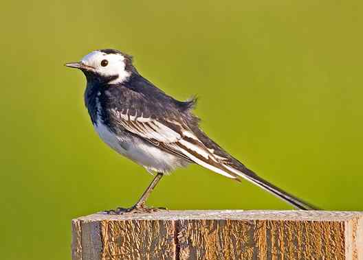 文殊院的鹊鸲和白鹡鸰 文殊院的鹊鸲和白鹡鸰