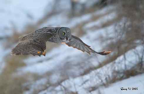 图说乌林鸮的消音器