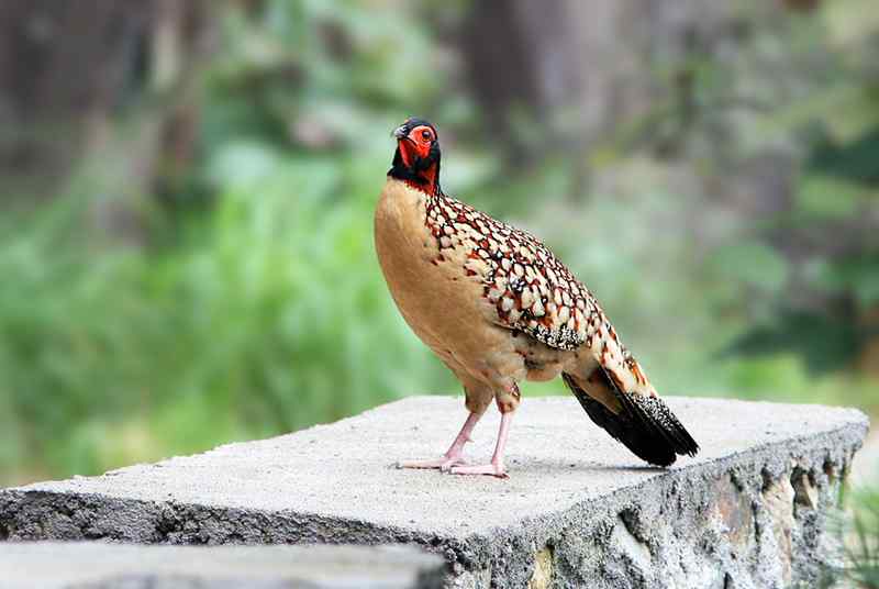 黄腹角雉—我是将军