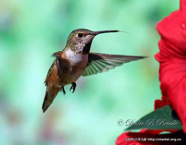 国外摄影师作品:蜂鸟