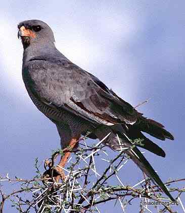 鹰类雕类猛禽图片大全