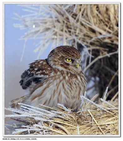 可爱的小妖精——纵纹腹小鸮 可爱的小妖精——纵纹腹小鸮