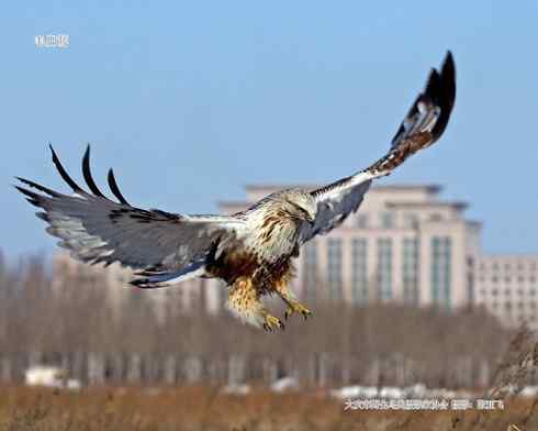 鵟的百变羽色——浅棕型