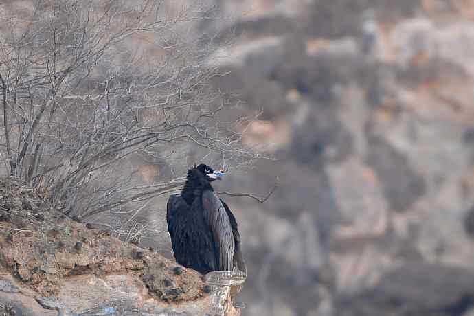 峡谷中拍摄瞬间起飞的秃鹫