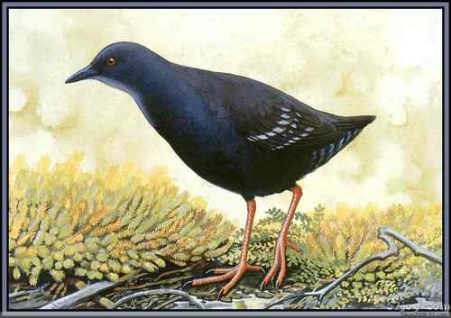 世界灭绝动物画像大全