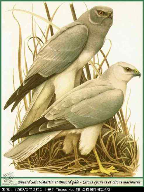 手绘画第5辑——猛禽和啄木鸟