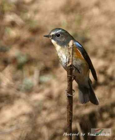 红胁蓝尾鸲和黑喉石脊鸟