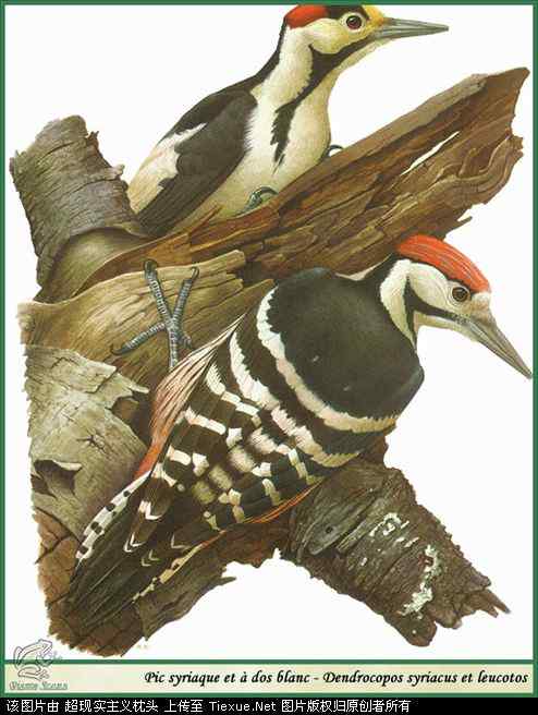 手绘画第5辑——猛禽和啄木鸟