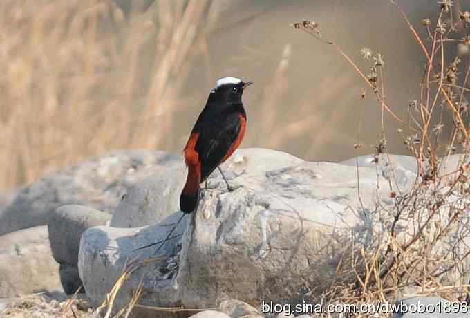 白顶溪鸲 wbr在水一方
