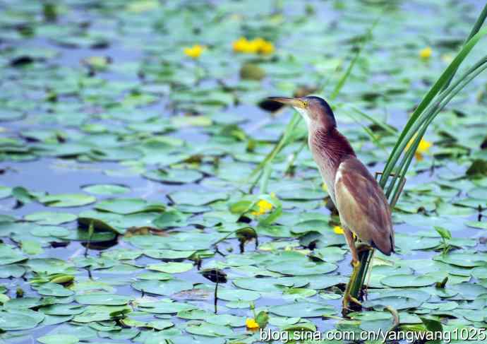 北京将府公园的鸟类——早餐（黄苇鳽捕鱼纪实续）