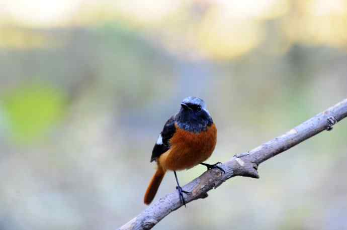 雄性北红尾鸲（8）