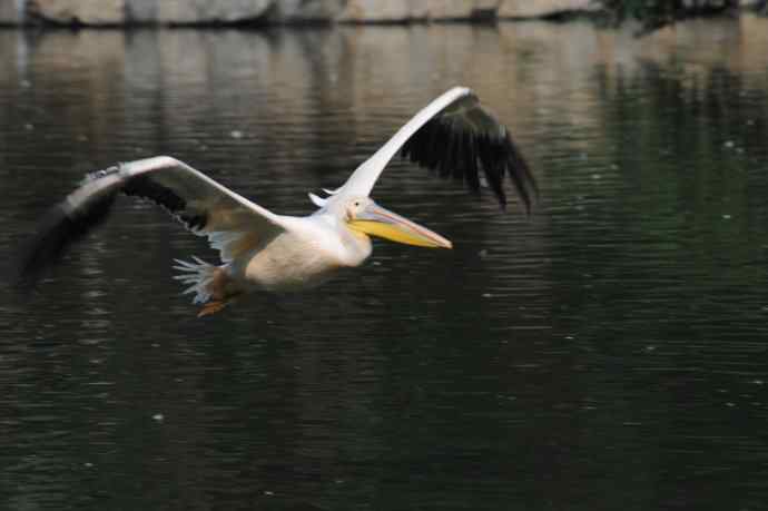 再拍大鹈鹕 wbr wbr4