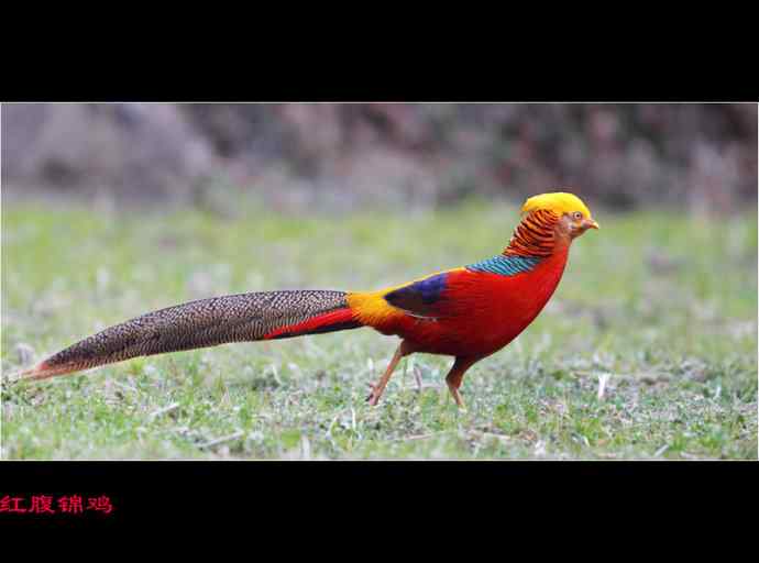 雄雉于秦 wbr下上其音