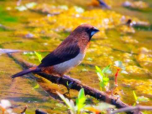 家禽驯化之源之十七