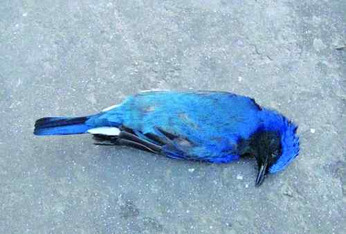 杭州湾大桥鸟撞频繁 杭州湾大桥鸟撞频繁