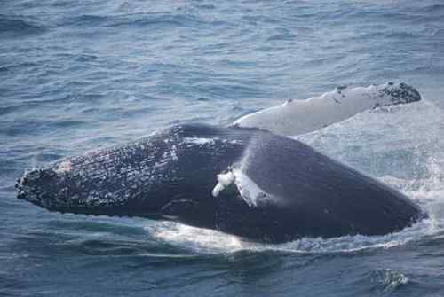 无畏的海鸥 与驼背鲸抢食