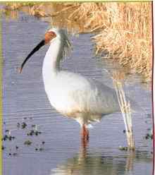 濒临绝种的动物资料大全