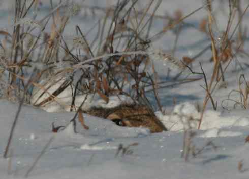 东北地区的留鸟