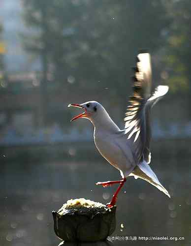 95张鸟儿嬉戏精品图集