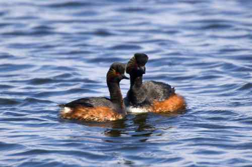 水上为家——鸊鷉的浮巢