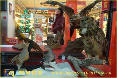 雕鸮的最大的天敌是人类