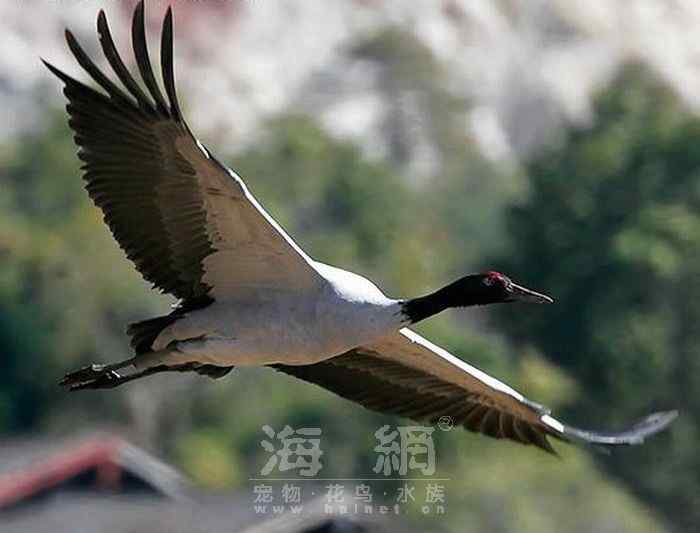 世界著名鸟类——鹤形目