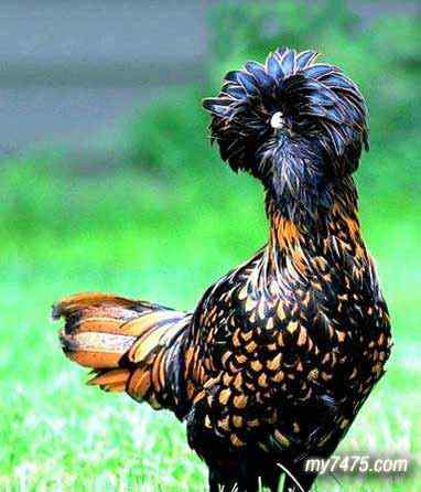 酷酷的宠物鸡图片