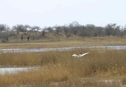 [组图]丹顶鹤爸爸