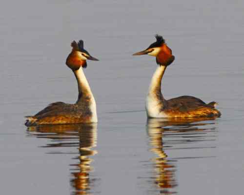 水上探戈舞蹈家——鸊鷉