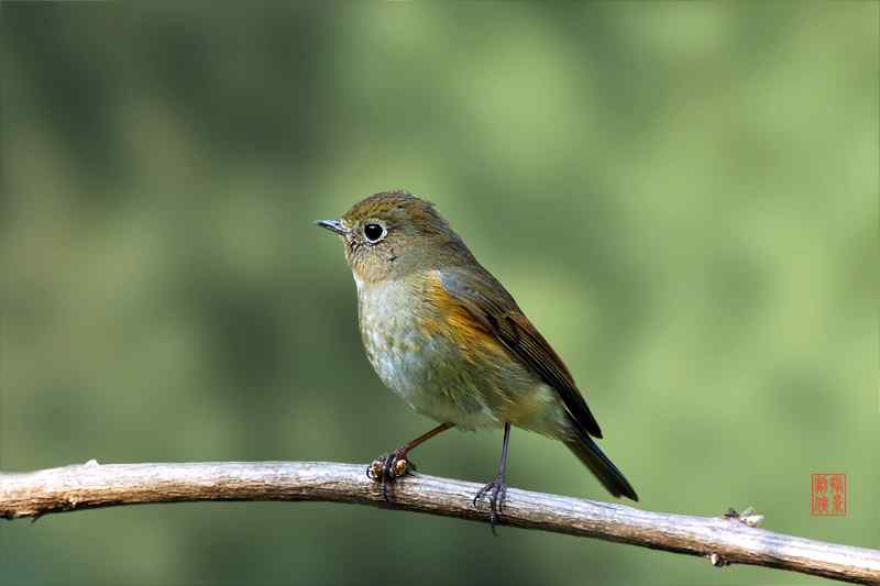 剑侠作品:红嘴蓝鹊