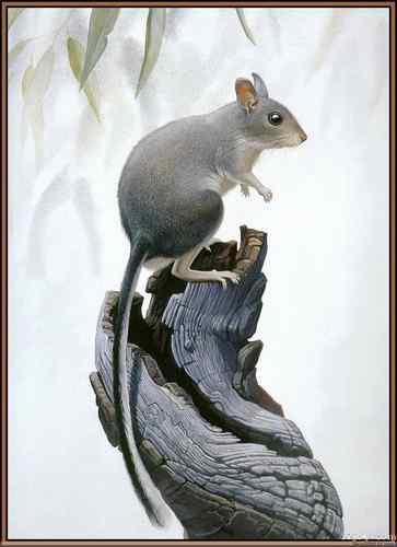 世界灭绝动物画像大全