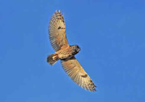 短耳鸮 Asio flammeus